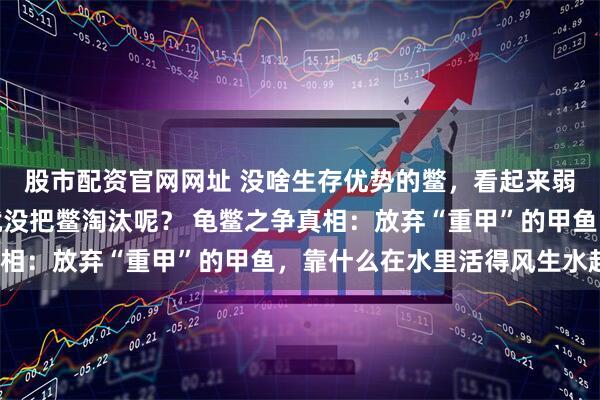 股市配资官网网址 没啥生存优势的鳖，看起来弱得很，壳也软，龟咋就没把鳖淘汰呢？ 龟鳖之争真相：放弃“重甲”的甲鱼，靠什么在水里活得风生水起？